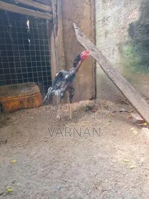 Velladiyan Rooster