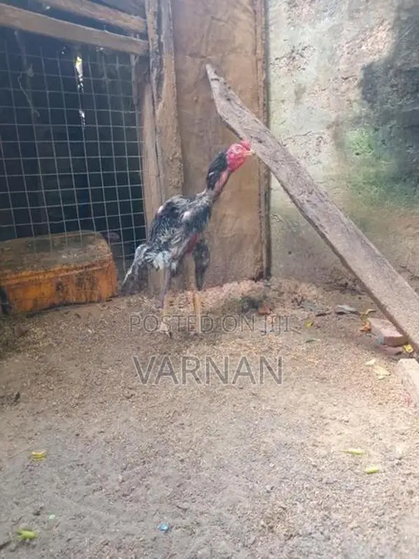 Velladiyan Rooster