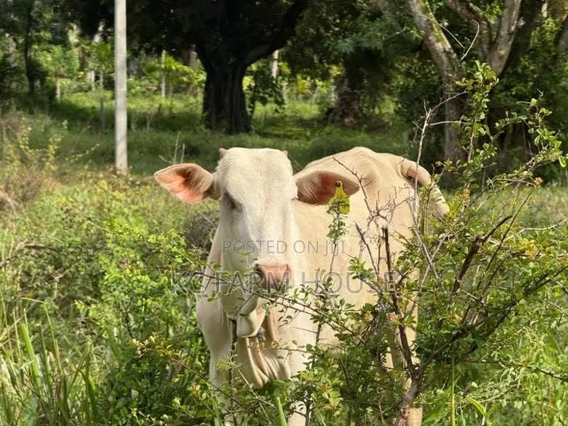 Male Cow
