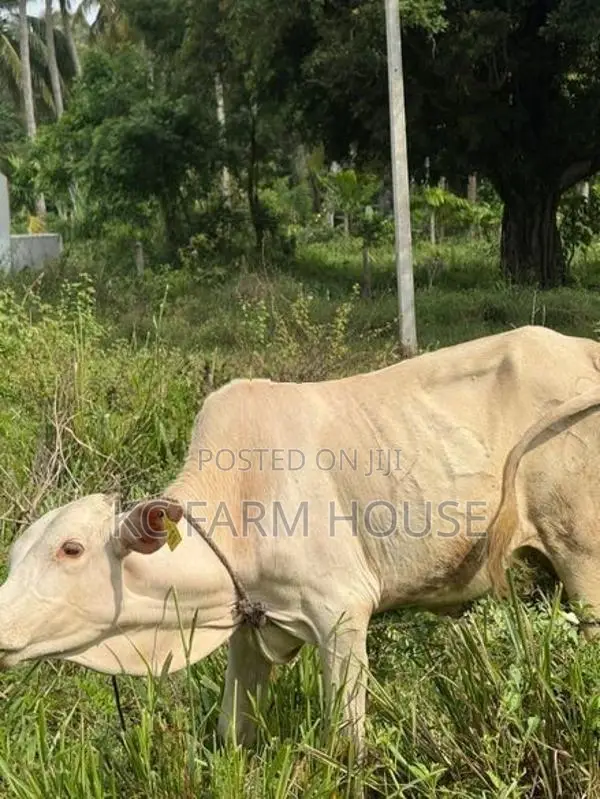 Male Cow