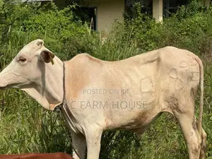 Male Cow