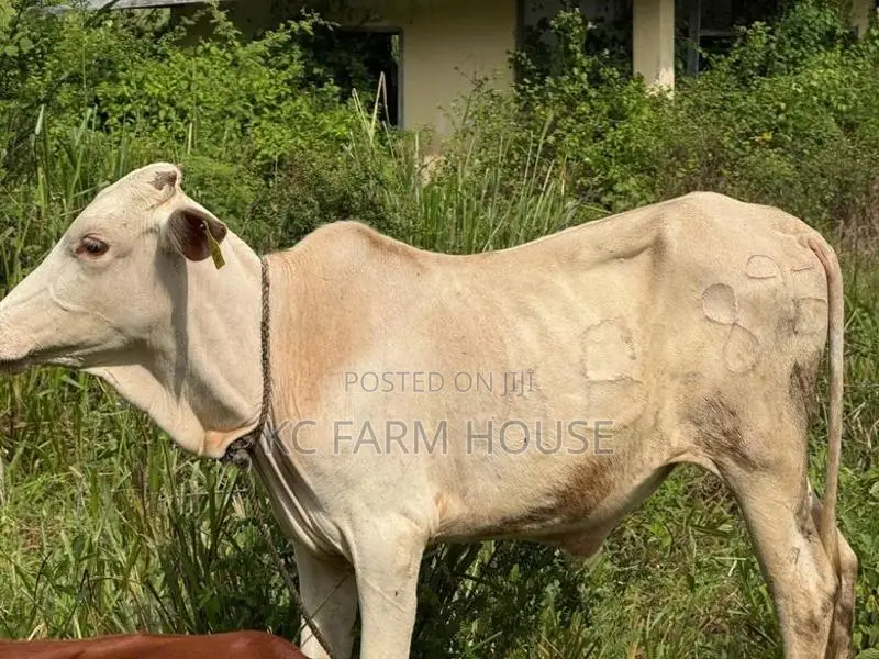 Male Cow