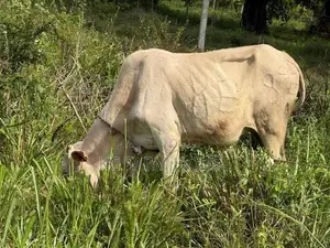 Male Cow