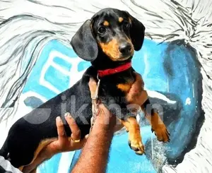 Dachshund Female Puppies