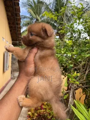 Pomerian Puppy