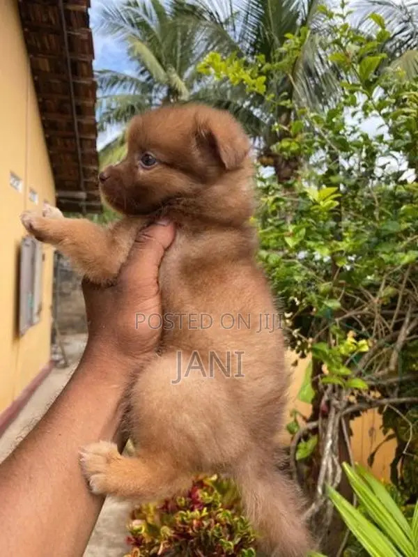 Pomerian Puppy