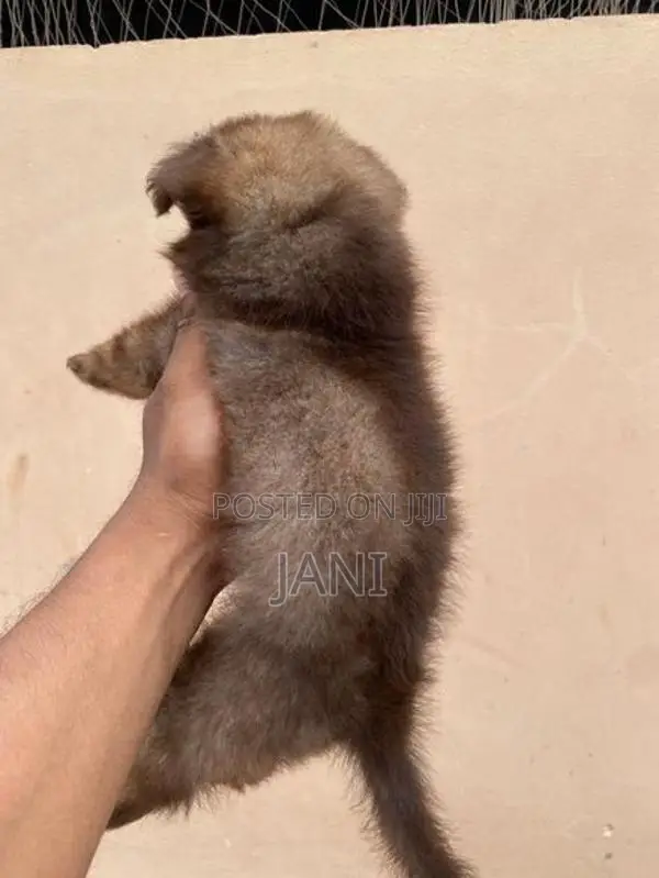 Pomerian Puppy