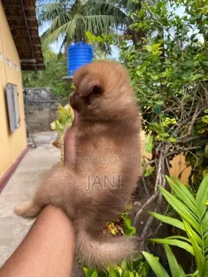 Pomerian Puppy