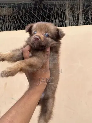 Pomerian Puppy