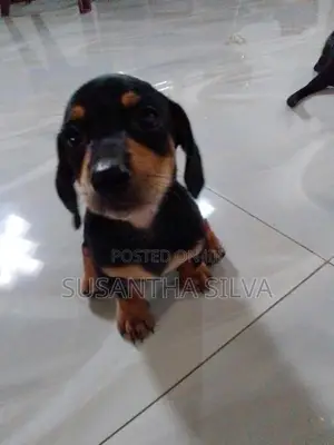 Dachshund Puppy