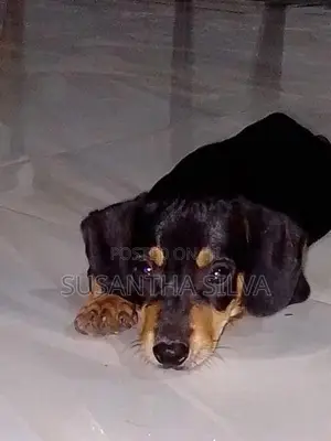 Dachshund Puppy