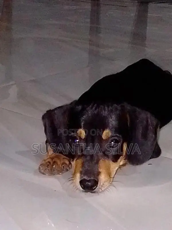 Dachshund Puppy