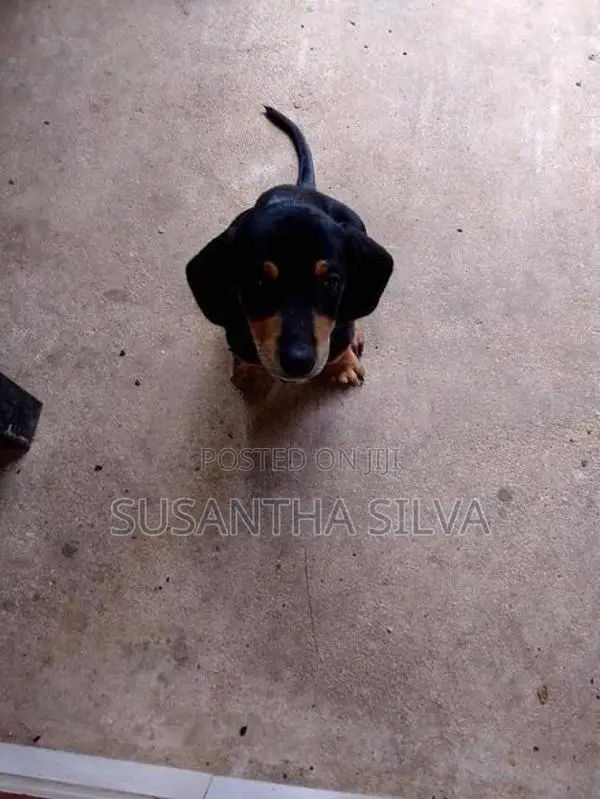 Dachshund Puppy