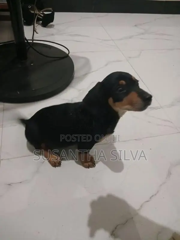 Dachshund Puppy