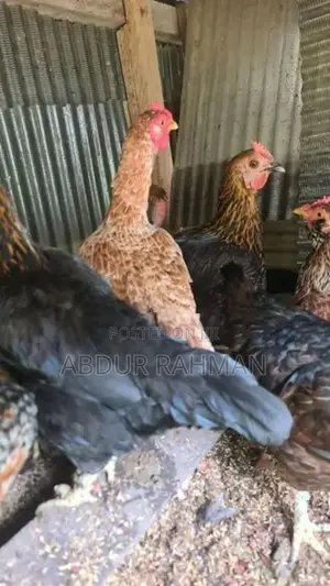 நாட்டுக்கோழிகள்