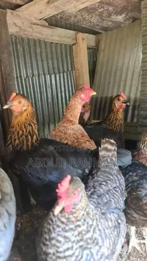 நாட்டுக்கோழிகள்