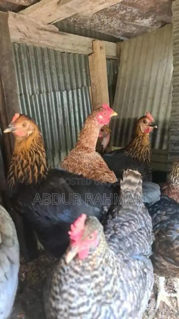 நாட்டுக்கோழிகள்