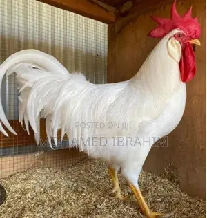 Country Chicken