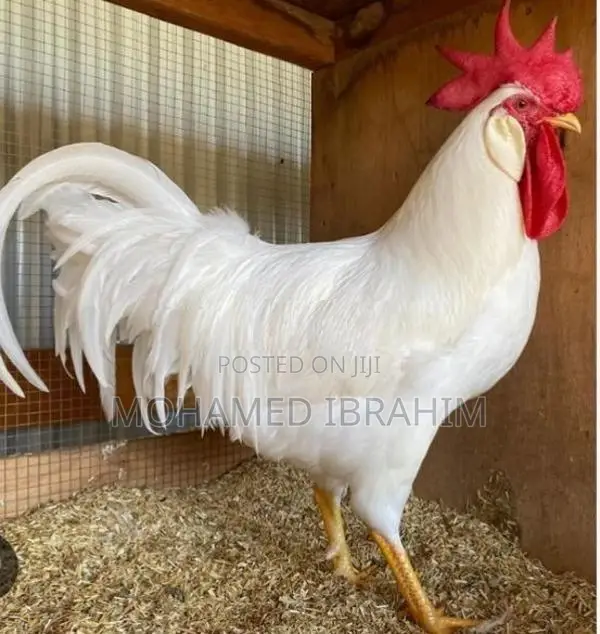 Country Chicken