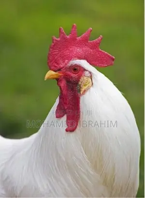 Country Chicken