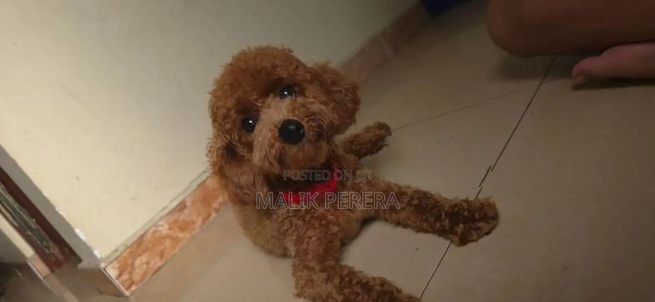 Toy Poodle Puppy