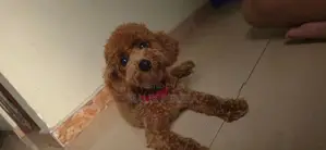 Toy Poodle Puppy