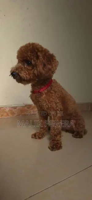 Toy Poodle Puppy
