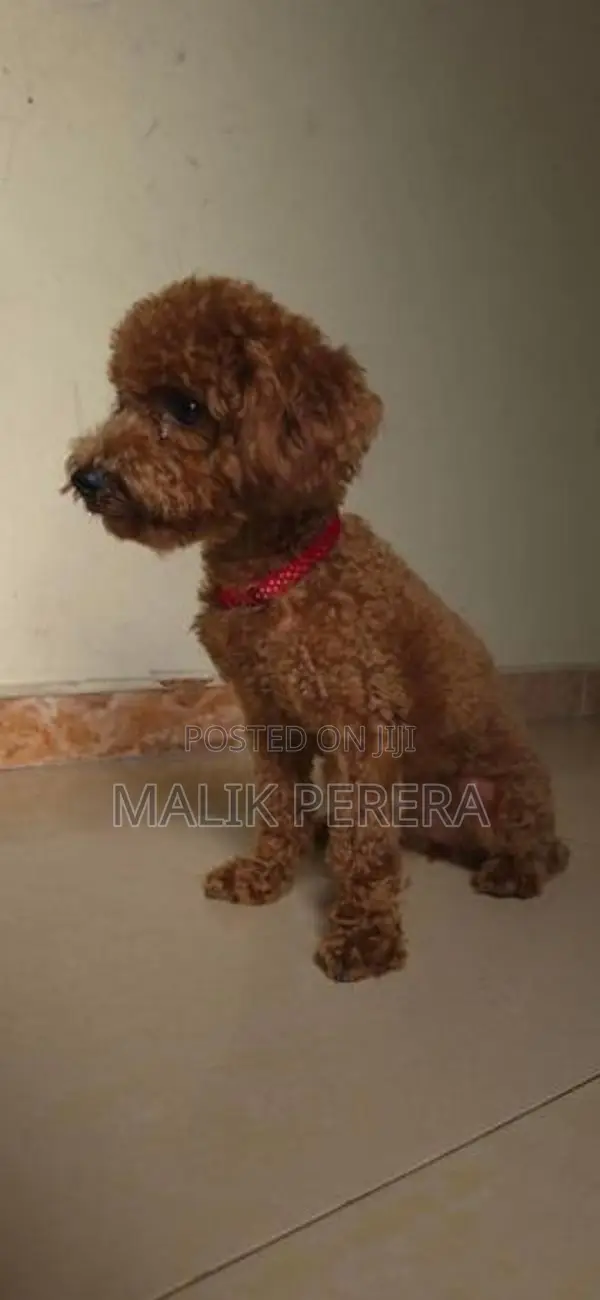 Toy Poodle Puppy