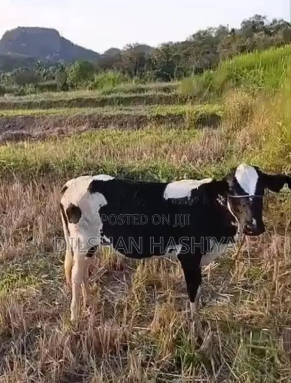 කිරි වැස්සි පැටියෙක්