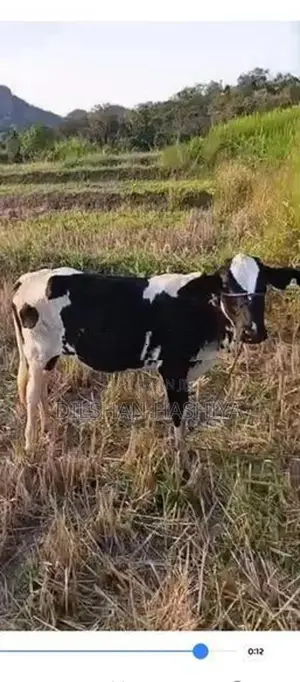 කිරි වැස්සි පැටියෙක්