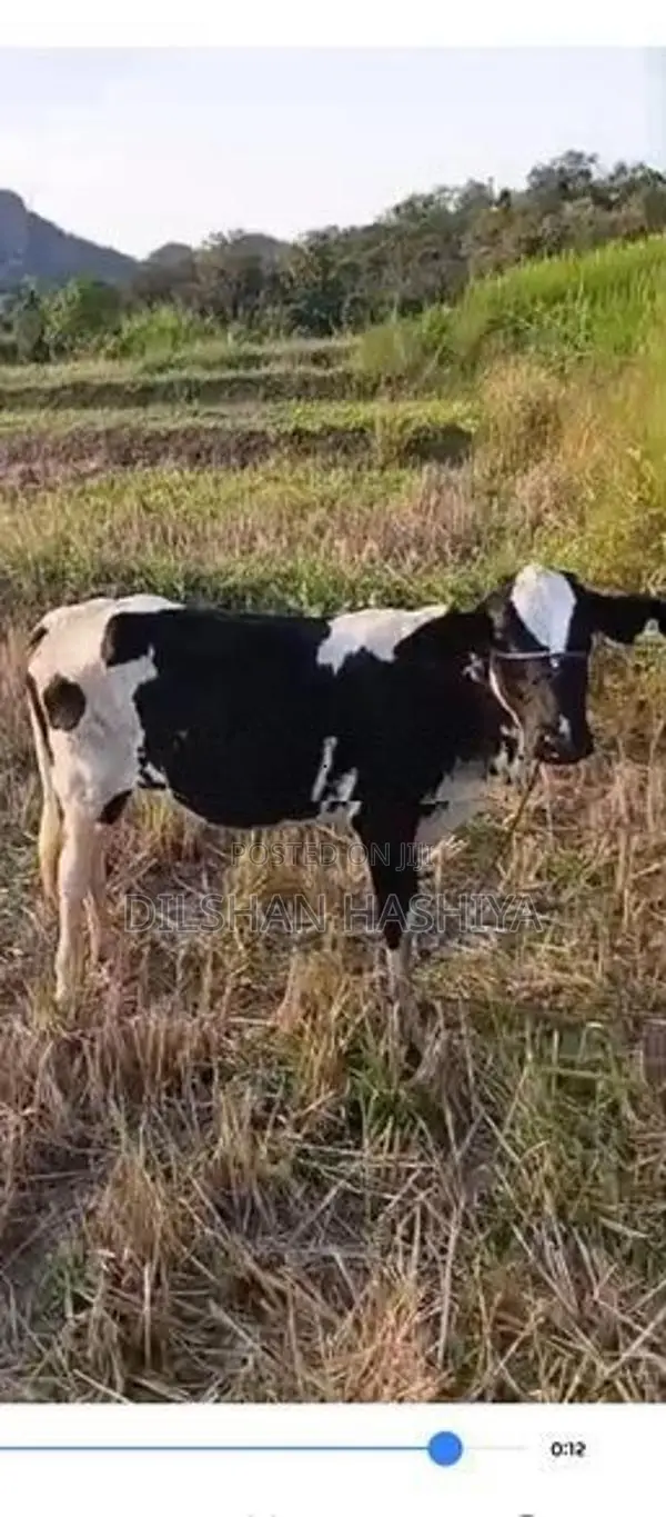 කිරි වැස්සි පැටියෙක්