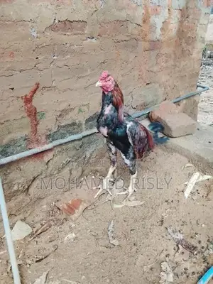 Aseel-Type Rooster