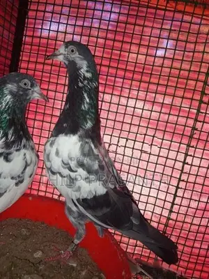 Pigeons