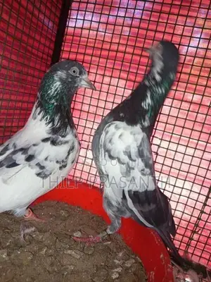Pigeons