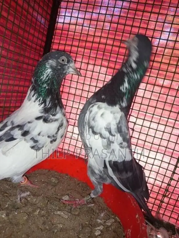 Pigeons