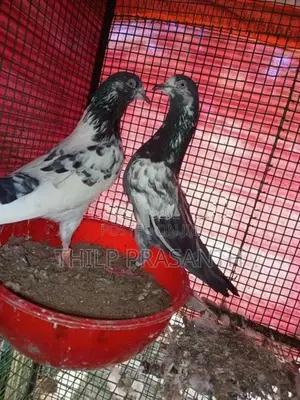 Pigeons