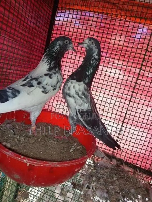 Pigeons