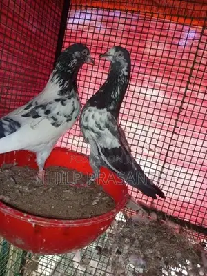 Pigeons