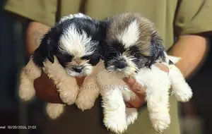 Shitzhu Puppies
