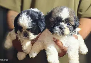Shitzhu Puppies