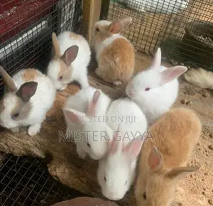 Rabbits