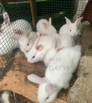 Rabbits
