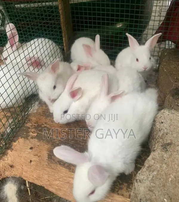 Rabbits