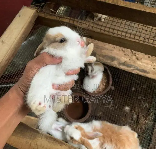 Rabbits