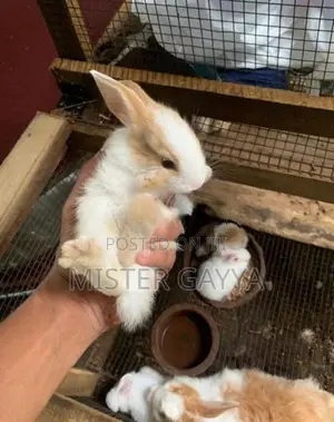 Rabbits