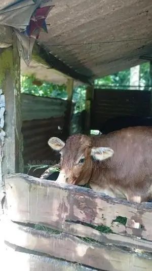 වැස්සි නෑම්බියෙක්