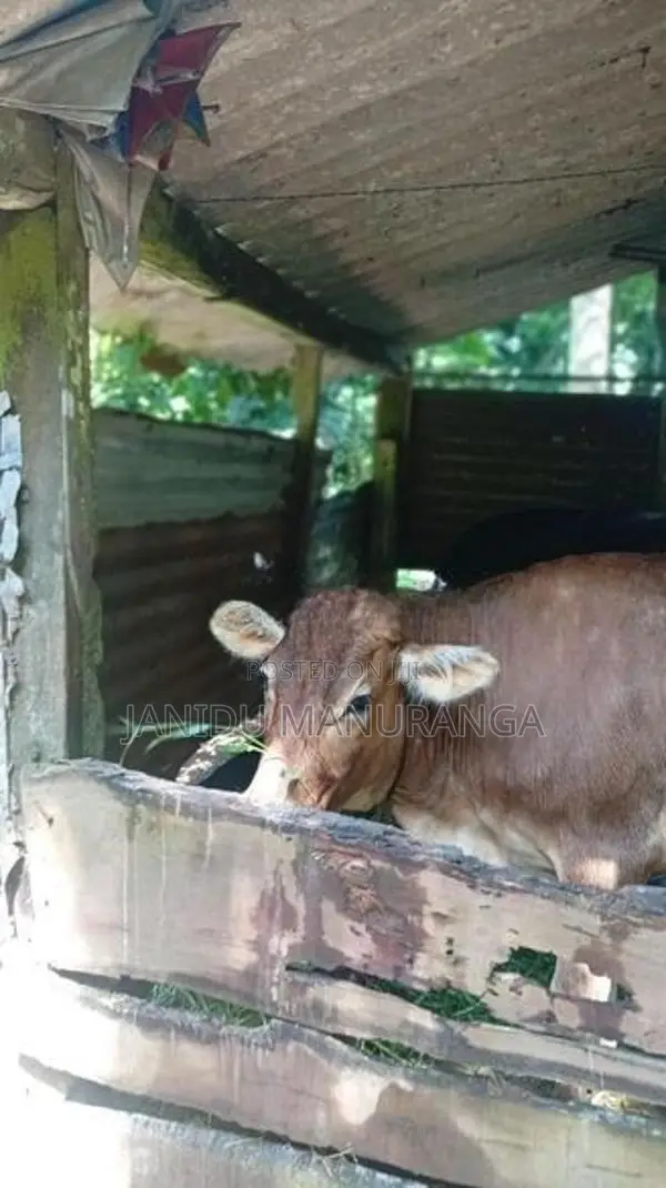 වැස්සි නෑම්බියෙක්