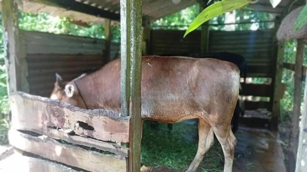 වැස්සි නෑම්බියෙක්