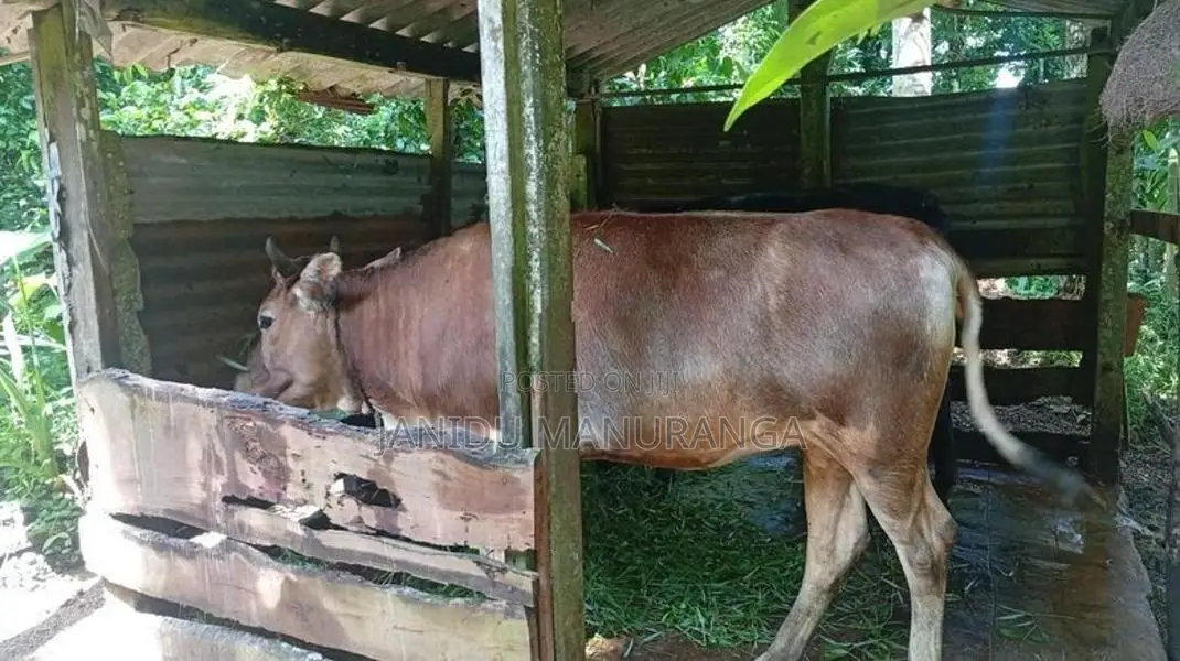 වැස්සි නෑම්බියෙක්