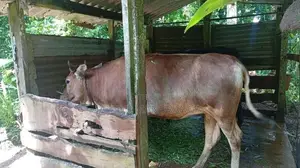 වැස්සි නෑම්බියෙක්